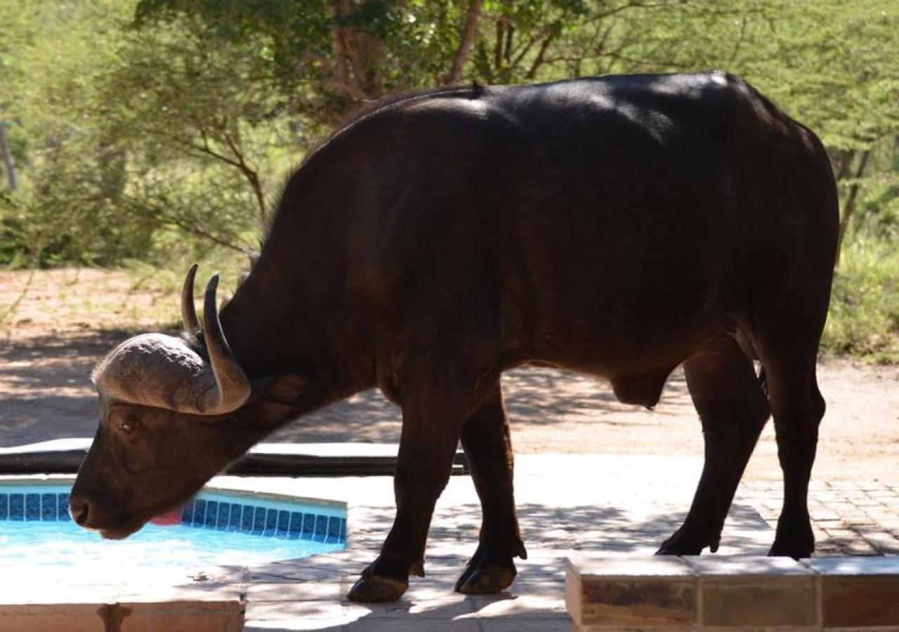 Twiga Lodge Mabalingwe Bela-Bela Buitenkant foto